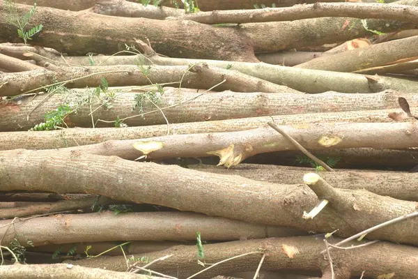 Ahşap endüstrisinde kereste ve ahşap kesimi zemin düzenlemesi