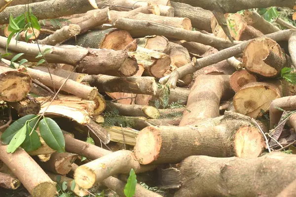 Kereste ve odun kesme Dünyanın orman tahribatı sorunu 