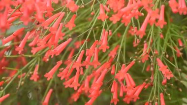 Havai fişek ya da mercan bitkisi Bahçede bir damla su ile kırmızı çiçek