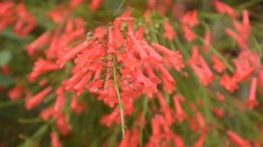 Havai fişek ya da mercan bitkisi Bahçede bir damla su ile kırmızı çiçek