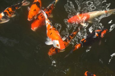 Süslü sazan balığı yüzüyor ve gölde şelale oynuyor.