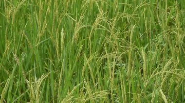 çeltik tarlası dalda yetişiyor ve çiftlikte rüzgardan akıyor. 