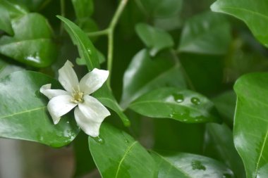 Turuncu yasemin kokulu tropikal çiçek yağmurdan sonra bir damla suyla yaprağın üzerine düşüyor. 