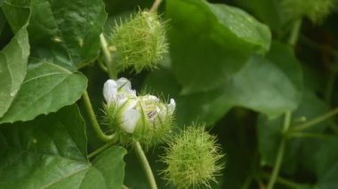 Bahçede yetişen kırmızı tutku meyvesi ya da passiflora foetida tropik bitki