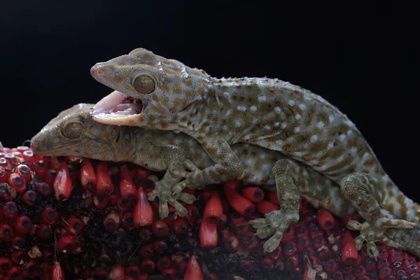 Pair Tokay Geckos Mating Weft Anthurium Reptile Has Scientific Name — Stock Photo, Image