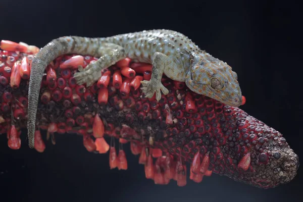 Tokay Gecko Prélasse Reptile Nom Scientifique Gekko Gecko — Photo