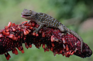 Tamam, bir kertenkele bir anturyumun içinde güneşleniyor. Bu sürüngenin bilimsel adı Gekko gecko.