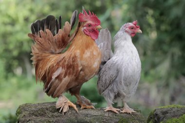 Bir tavuk ve bir horoz yosun kaplı bir zeminde yiyecek arıyorlar. Eti için yetiştirilen hayvanların bilimsel adı Gallus gallus domesticus 'tur..