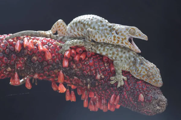 Bir Çift Tokay Gecko Bir Anturyumun Içinde Çiftleşiyorlar Sürüngenin Bilimsel — Stok fotoğraf