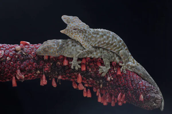 Ein Paar Tokay Geckos Paart Sich Schuss Eines Anthuriums Dieses — Stockfoto