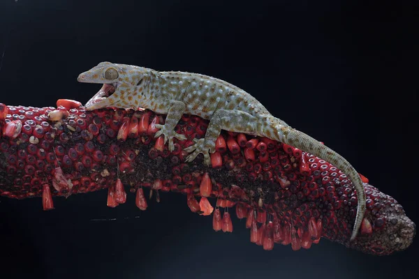 Ein Tokay Gecko Sonnt Sich Schuss Eines Anthuriums Dieses Reptil — Stockfoto