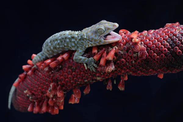 Gecko Tokay Está Aquecendo Trama Antúrio Este Réptil Tem Nome — Fotografia de Stock
