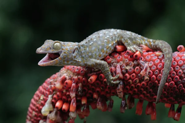 Tokay Gecko Basking Weft Anthurium Reptile Has Scientific Name Gekko — Stock Photo, Image