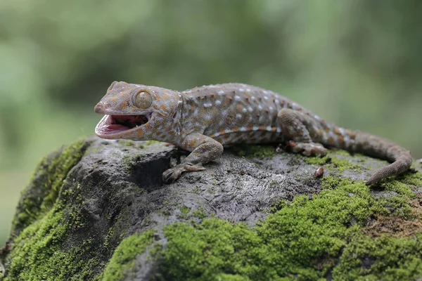 Ein Tokay Gecko Sonnt Sich Dieses Reptil Trägt Den Wissenschaftlichen — Stockfoto