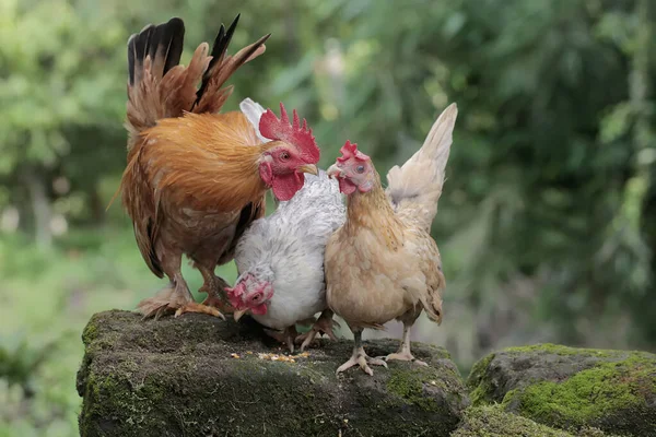 Петух Две Курицы Кормят Землю Покрытую Мхом Животные Выращиваемые Мяса — стоковое фото