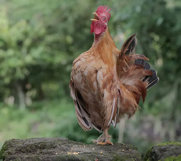 Rooster Foraging Rock Overgrown Moss Animals Cultivated Meat Have Scientific — Stock Photo, Image