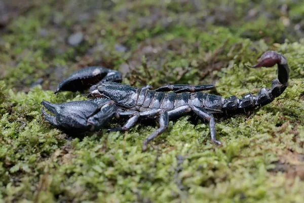一只亚洲森林蝎子正在用长满苔藓的岩石寻找猎物 这种刺痛的动物的学名是Heterometrus Spinifer — 图库照片