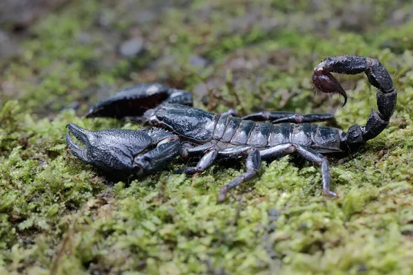 Scorpion Des Forêts Asiatiques Est Recherche Proies Sur Une Roche — Photo