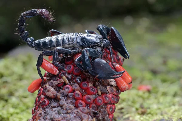Uno Scorpione Della Foresta Asiatica Alla Ricerca Prede Nella Trama — Foto Stock