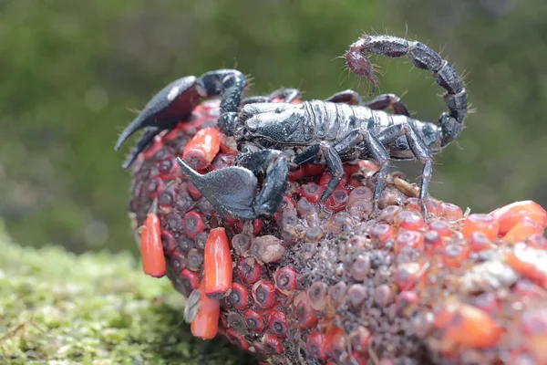 一只亚洲森林蝎子正在捕猎捕猎的猎物是在一个无花果树的湿气中 这种刺痛的动物的学名是Heterometrus Spinifer — 图库照片
