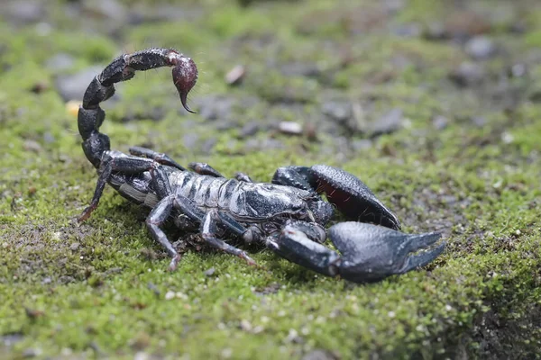 Egy Ázsiai Erdei Skorpió Zsákmányt Keres Egy Mohával Benőtt Sziklán — Stock Fotó