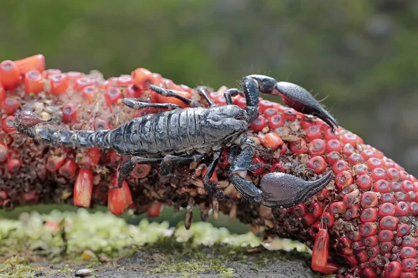 Azjatycki Leśny Skorpion Poluje Zdobycz Wątku Owocu Anthurium Żądlące Zwierzę — Zdjęcie stockowe