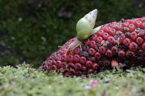 Small Snail Looking Food Anthurium Fruit Hump — Stock Photo, Image