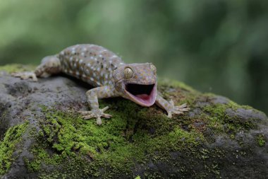 Tamam bir kertenkele yosun kaplı zeminde güneşleniyor. Bu sürüngenin bilimsel adı Gekko gecko.