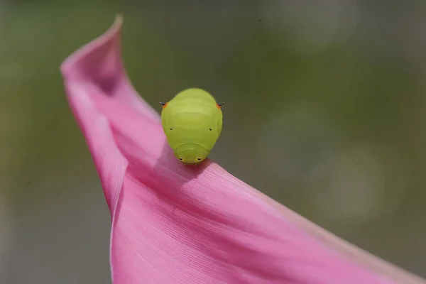 애벌레가 분홍색 기어가고 있습니다 — 스톡 사진