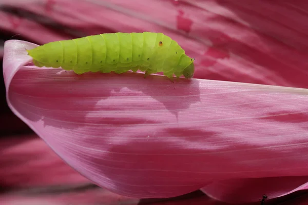 Egy Zöld Hernyó Mászik Egy Rózsaszín Levélen — Stock Fotó