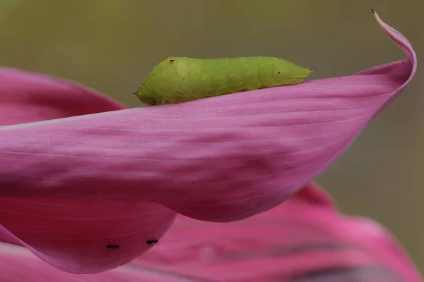Green Caterpillar Crawling Pink Leaf — Stock Photo, Image