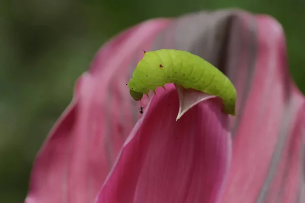 Μια Πράσινη Κάμπια Σέρνεται Ένα Ροζ Φύλλο — Φωτογραφία Αρχείου
