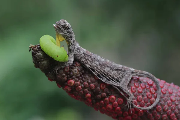 Dragão Voador Está Pronto Para Comer Uma Lagarta Verde Este — Fotografia de Stock