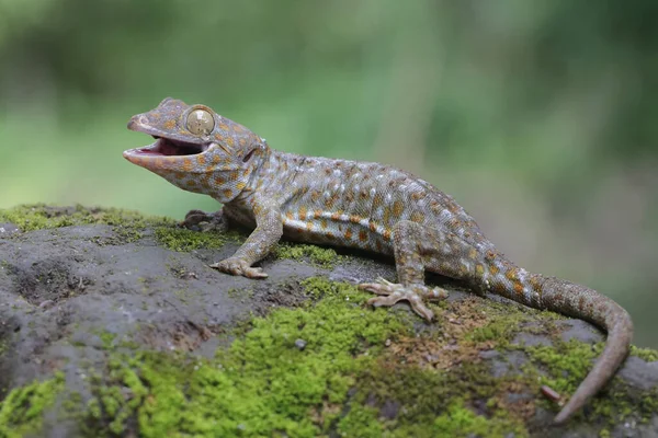 Tokay Gecko Está Tomando Sol Suelo Cubierto Musgo Este Reptil —  Fotos de Stock
