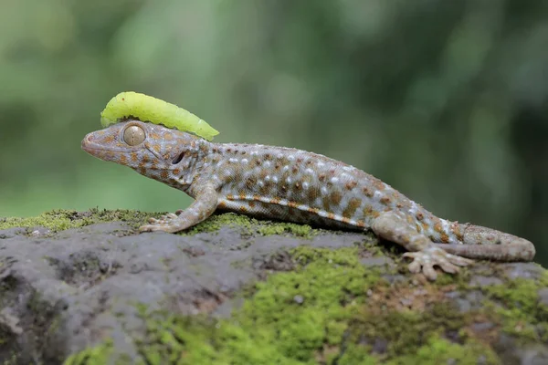 Μια Tokay Gecko Είναι Έτοιμη Λεηλατήσει Μια Πράσινη Κάμπια Ένα — Φωτογραφία Αρχείου
