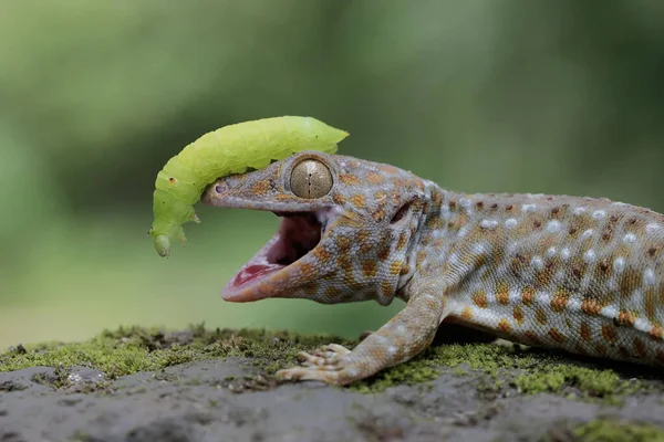 Tokay Gecko Ready Prey Green Caterpillar Moss Covered Ground Reptile — Stock Photo, Image