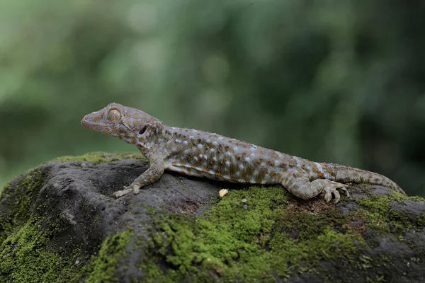 stock image A tokay gecko is basking on moss-covered ground. This reptile has the scientific name Gekko gecko.