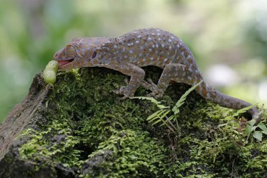 Bir tokay gecko yosun kaplı bir zeminde yeşil bir tırtıl avlamaya hazır. Bu sürüngenin bilimsel adı Gekko gecko.