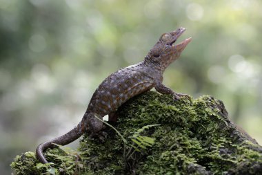 Tamam bir kertenkele yosun kaplı zeminde güneşleniyor. Bu sürüngenin bilimsel adı Gekko gecko.