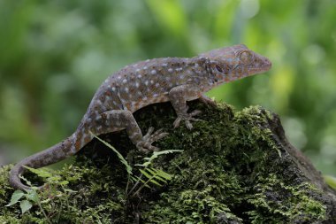 Tamam bir kertenkele yosun kaplı zeminde güneşleniyor. Bu sürüngenin bilimsel adı Gekko gecko.