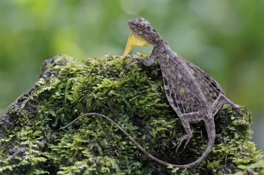Uçan bir ejderha günlük aktivitelerine başlamadan önce güneşleniyor. Bu sürüngenin bilimsel adı Draco Volans. Doğal arkaplan ile seçmeli odak. 