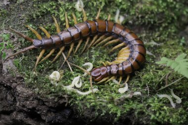 Bir kırkayak beyaz bebeklerine bakıyor. Bu çoklu bacaklı hayvanın bilimsel adı Scolopendra Morsitans..