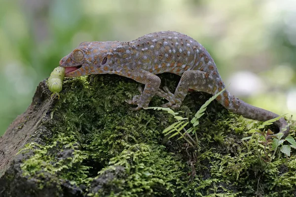 Tokay Gecko Está Listo Para Aprovecharse Una Oruga Verde Suelo —  Fotos de Stock
