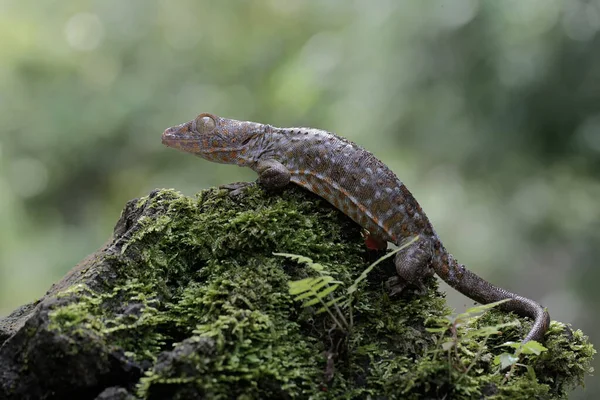 Ein Tokay Gecko Sonnt Sich Auf Moosbewachsenem Boden Dieses Reptil — Stockfoto