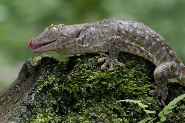 Ein Tokay Gecko Sonnt Sich Auf Moosbewachsenem Boden Dieses Reptil — Stockfoto
