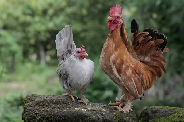 Курица Петух Кормятся Покрытой Мхом Земле Животные Выращиваемые Мяса Имеют — стоковое фото