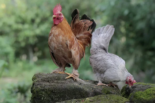 A hen and a rooster are foraging on a moss-covered ground. Animals that are cultivated for their meat have the scientific name Gallus gallus domesticus.