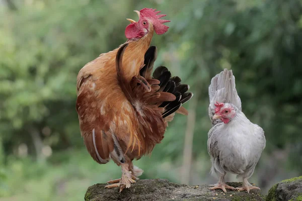 A hen and a rooster are foraging on a moss-covered ground. Animals that are cultivated for their meat have the scientific name Gallus gallus domesticus.