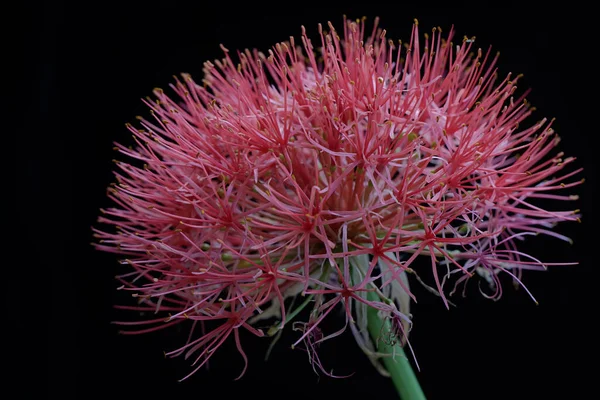 Краса Квітки Лілії Крові Повному Розквіті Рослина Яскраво Червоними Квітками — стокове фото