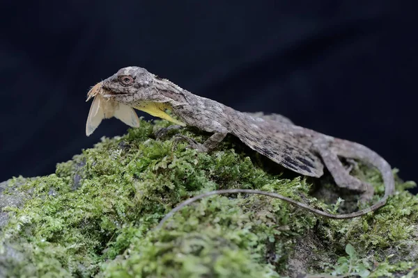 A flying dragon is eating a moth on a rock overgrown with moss. This reptile has the scientific name Draco volans. Selective focus with black background.